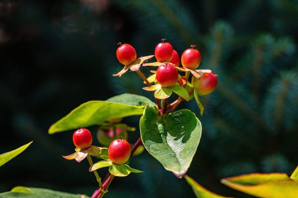 Beginners Guide To Herbal Remedies For Common Conditions