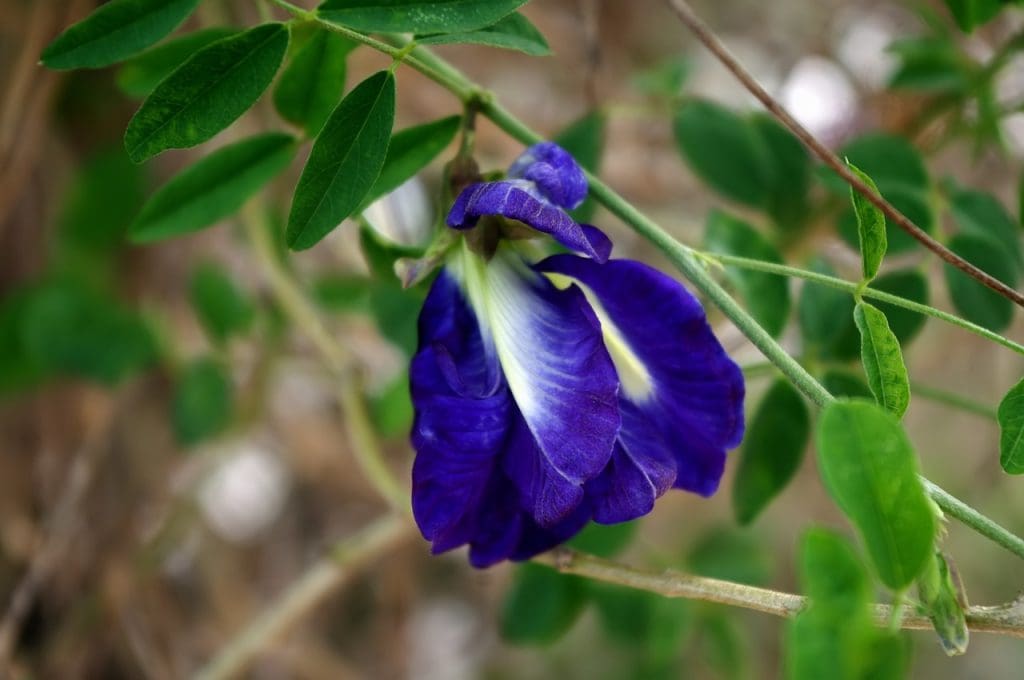 Beginners Guide To Herbal Remedies For Common Conditions