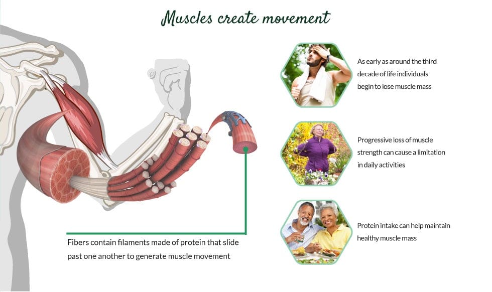 Healthy Aging: Building Strong Bones And Muscles