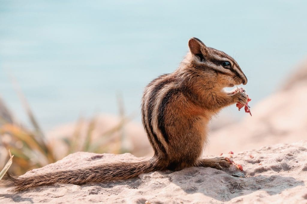 How To Overcome Emotional Eating