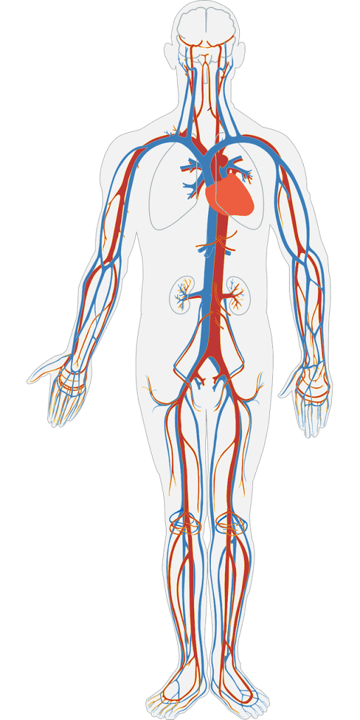 Maintaining Heart Health As You Age Maintaining Heart Health As You Age