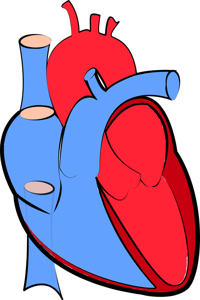 Maintaining Heart Health As You Age Maintaining Heart Health As You Age