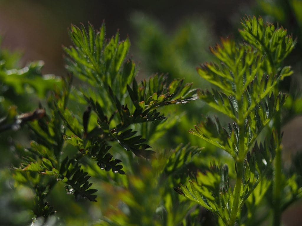 10 Healthy Smoothie Recipes For A Nutritious Boost