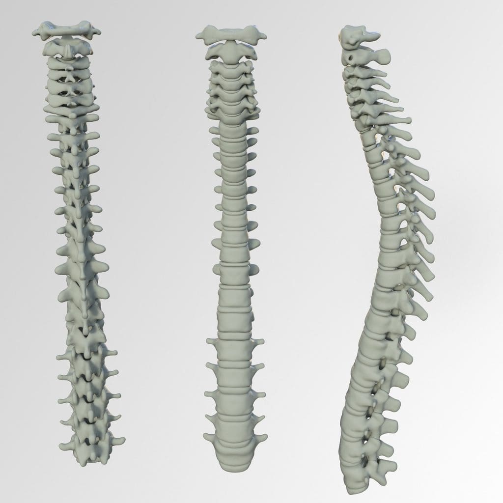 Best Exercises For Preventing And Managing Back Pain