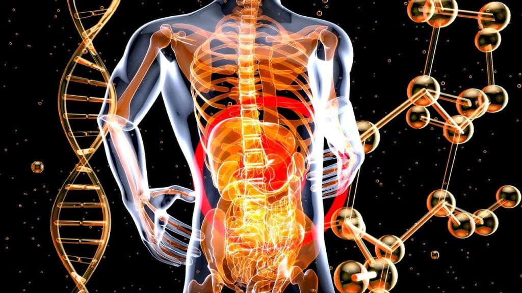 Best Ways To Support Gut Health As A Man