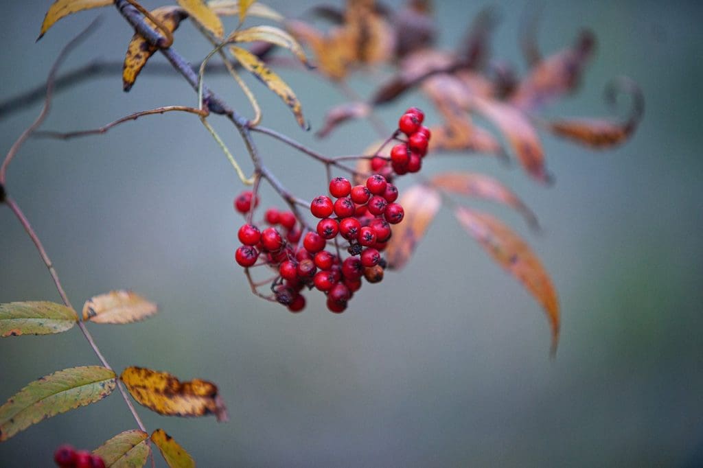 Essential Tips For Hormonal Health During Perimenopause