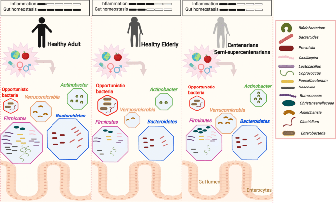 Healthy Aging And The Gut Microbiome