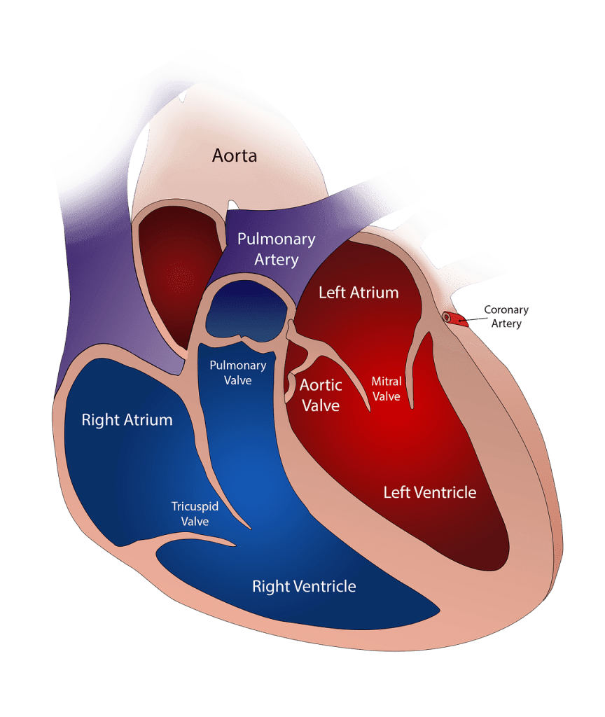 How To Cope With Chronic Heart Conditions How To Cope With Chronic Heart Conditions