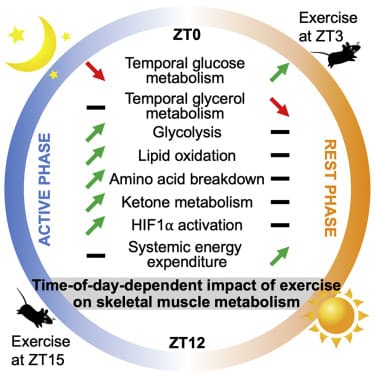 The Impact Of Exercise On Metabolism And Weight Management The Impact Of Exercise On Metabolism And Weight Management