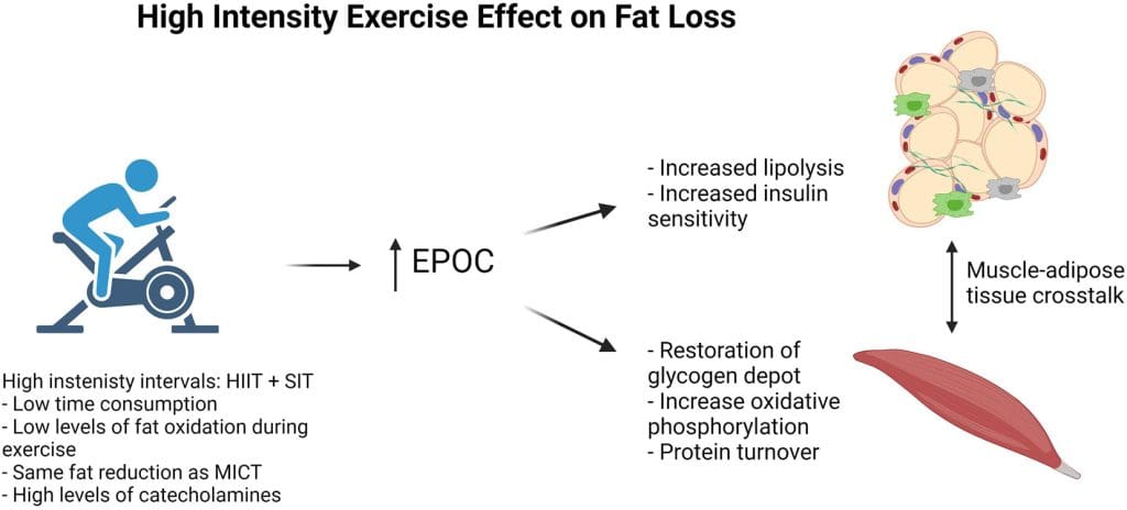 The Impact Of Exercise On Metabolism And Weight Management The Impact Of Exercise On Metabolism And Weight Management