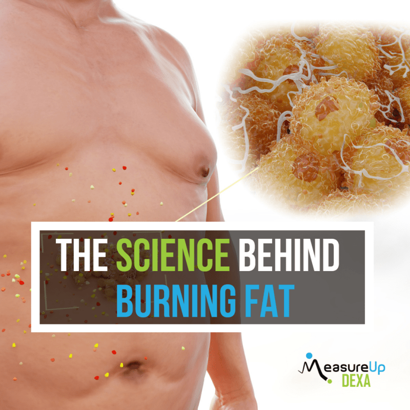 The Science Behind Fat Burning Workouts