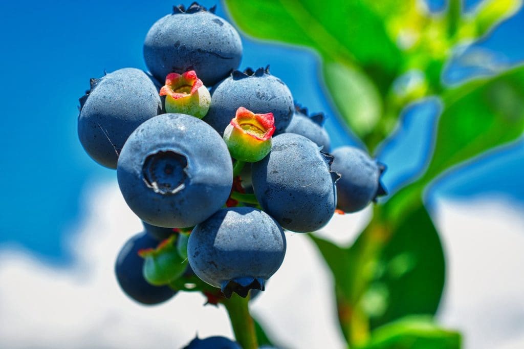 Top 10 Superfoods For Healthy Aging
