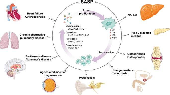 Best Ways To Reduce The Risk Of Age-related Cancers And Chronic Diseases