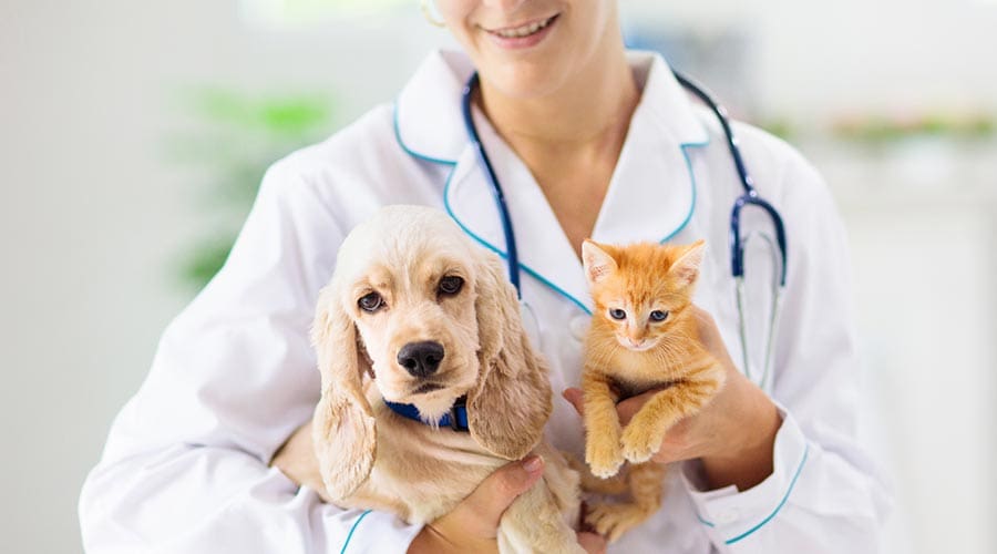 Caring For Pets With Chronic Illness: Tips For Management And Quality Of Life