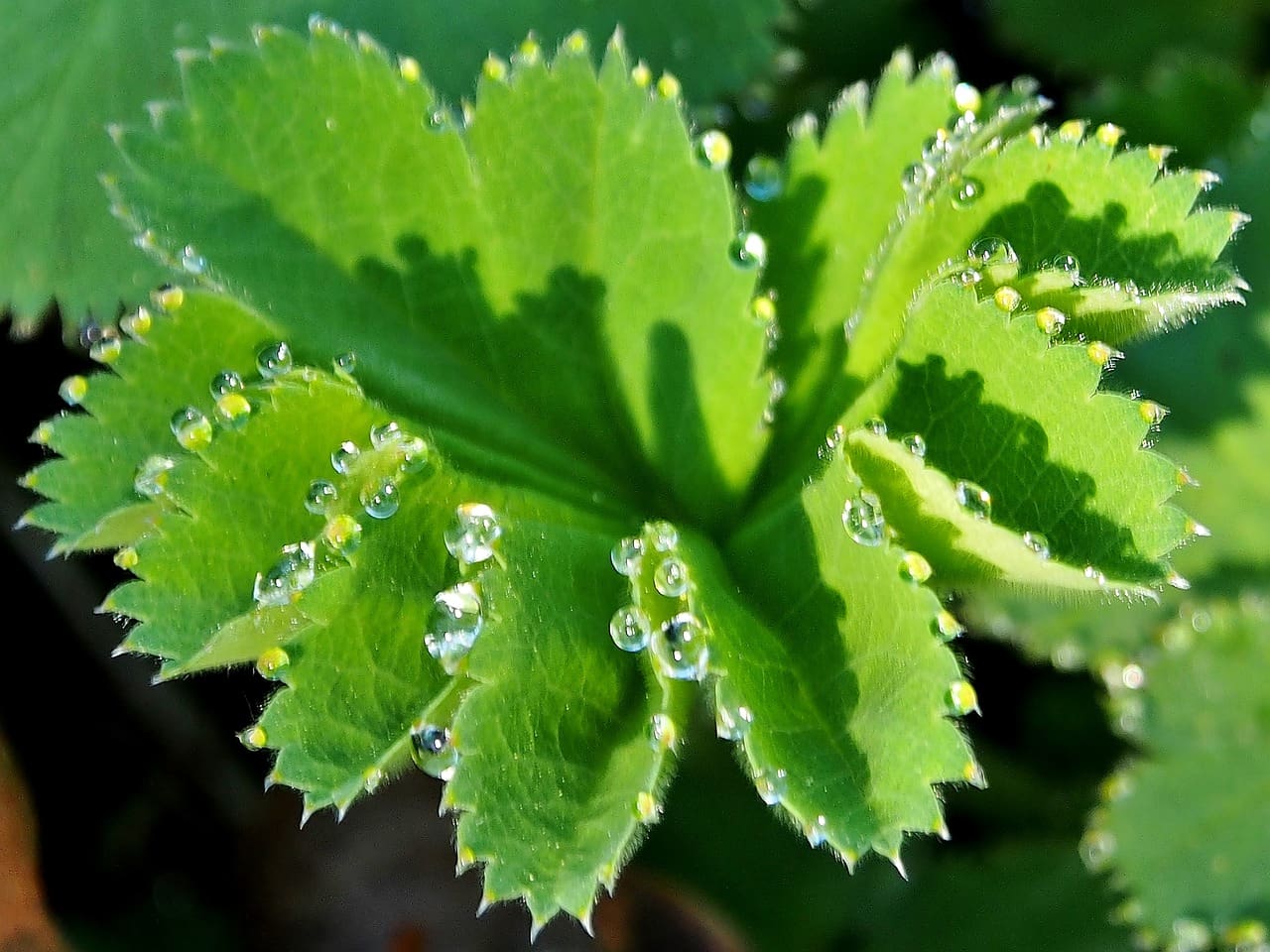 Fighting Fatigue: Natural Remedies For Women