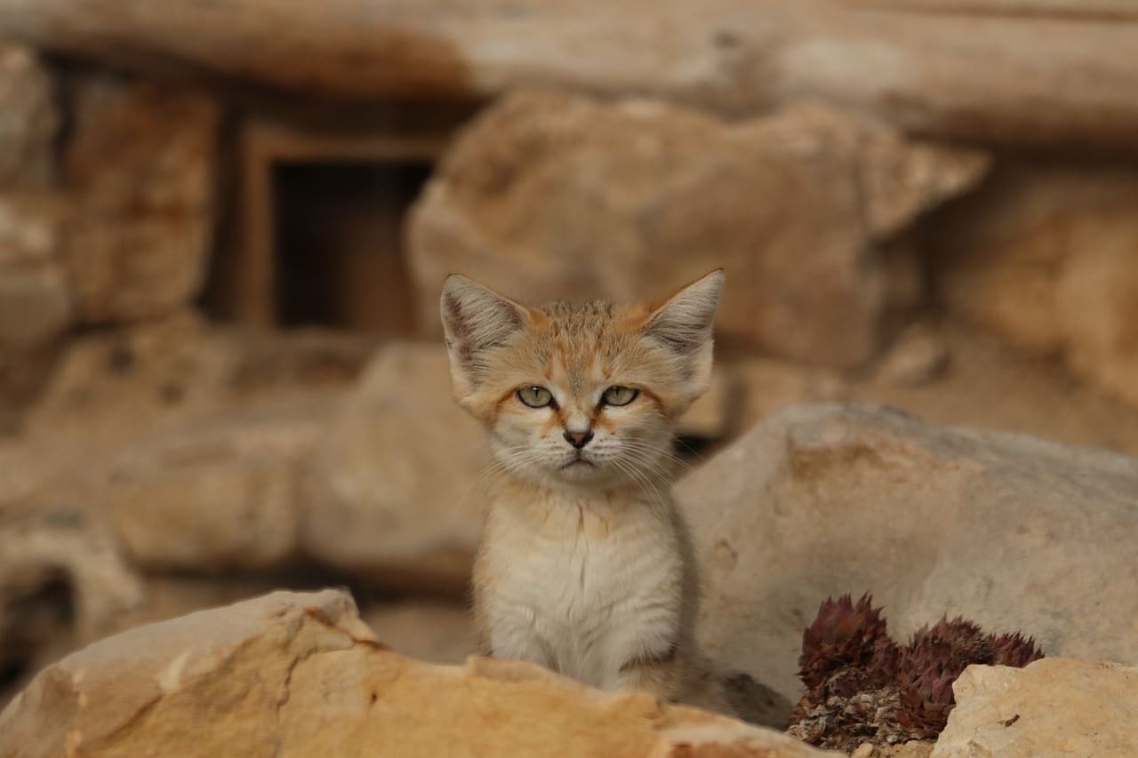 Supporting A Child With Chronic Conditions In Athletics And Physical Activity: Adaptations And Inclusion