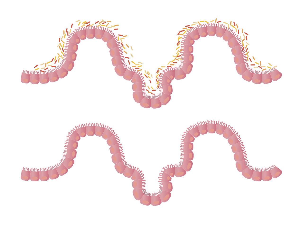 The Link Between Gut Health And Women’s Well-being