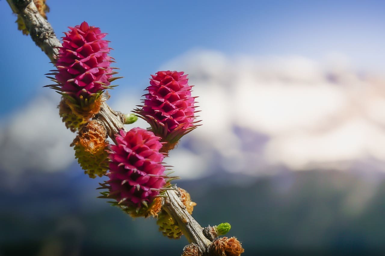The Role Of Flower Essences In Holistic Health And Healing The Role Of Flower Essences In Holistic Health And Healing