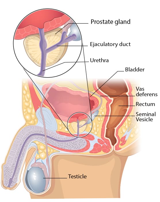 Understanding Prostate Health In Men