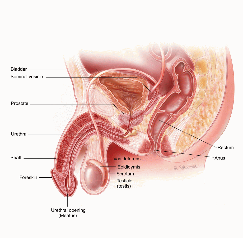 Understanding Prostate Health In Men