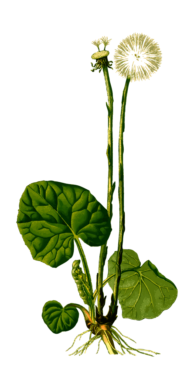 Best Ways To Incorporate Herbal Remedies Into Your Daily Life