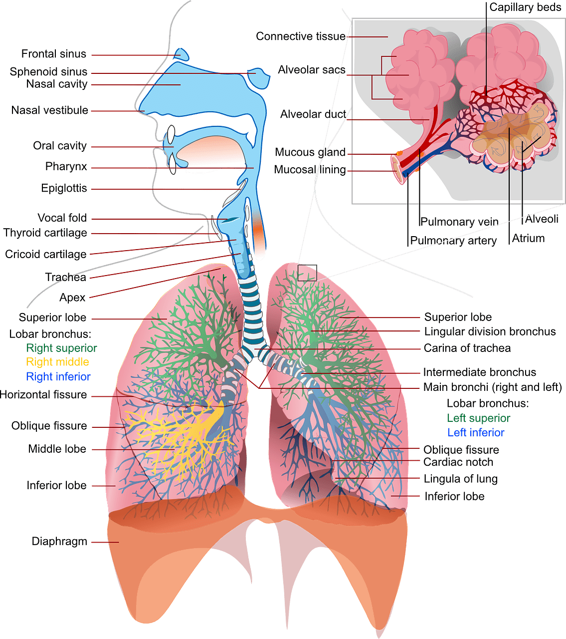Best Ways To Promote Respiratory Health