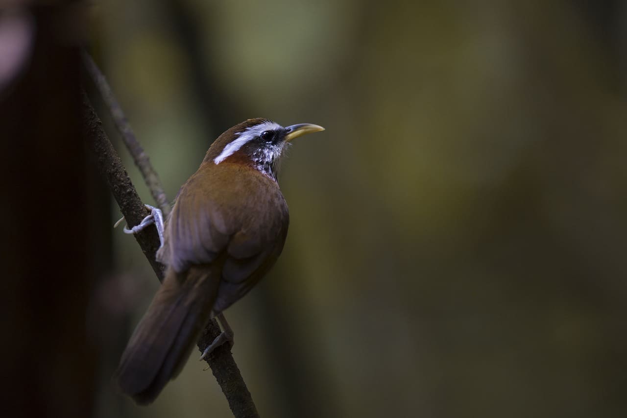 Guide To Testicular Health Awareness