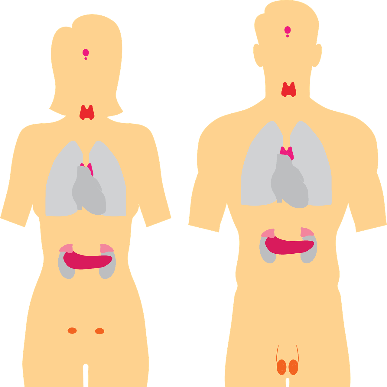 Most Effective Diet Strategies For Improving Thyroid Function
