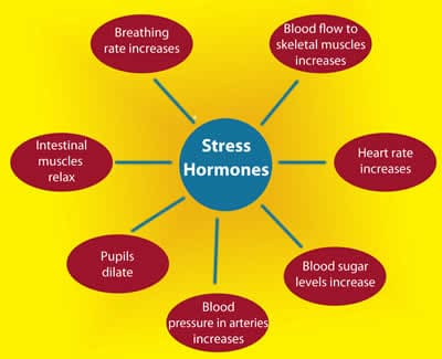 Nutrition Tips For Managing Stress