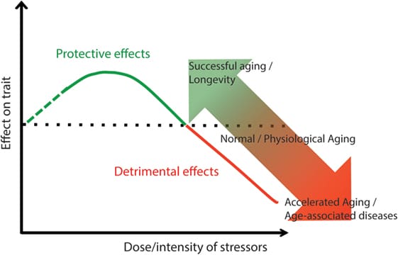 The Impact Of Chronic Diseases On Longevity