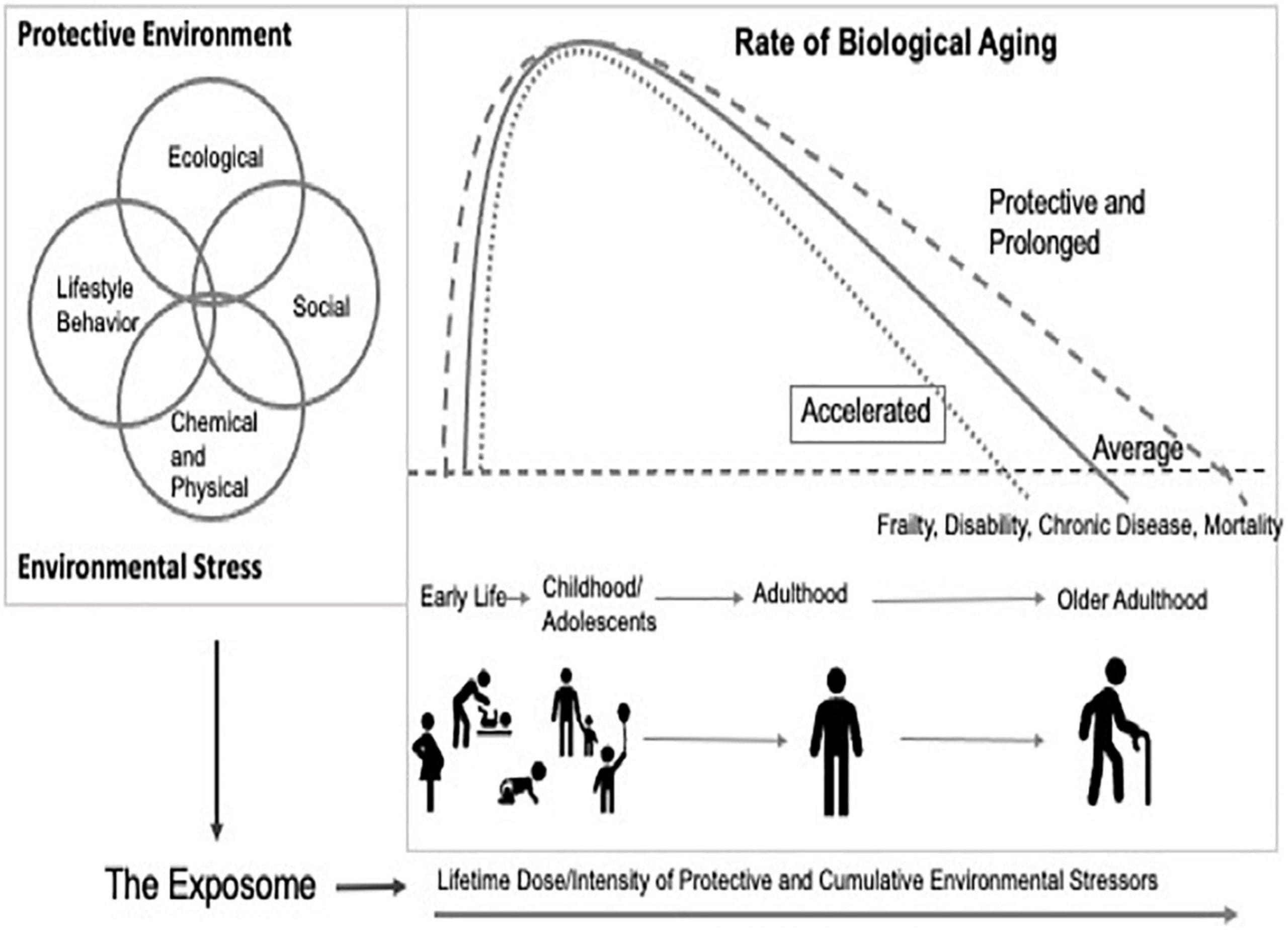 The Impact Of Environment On Longevity