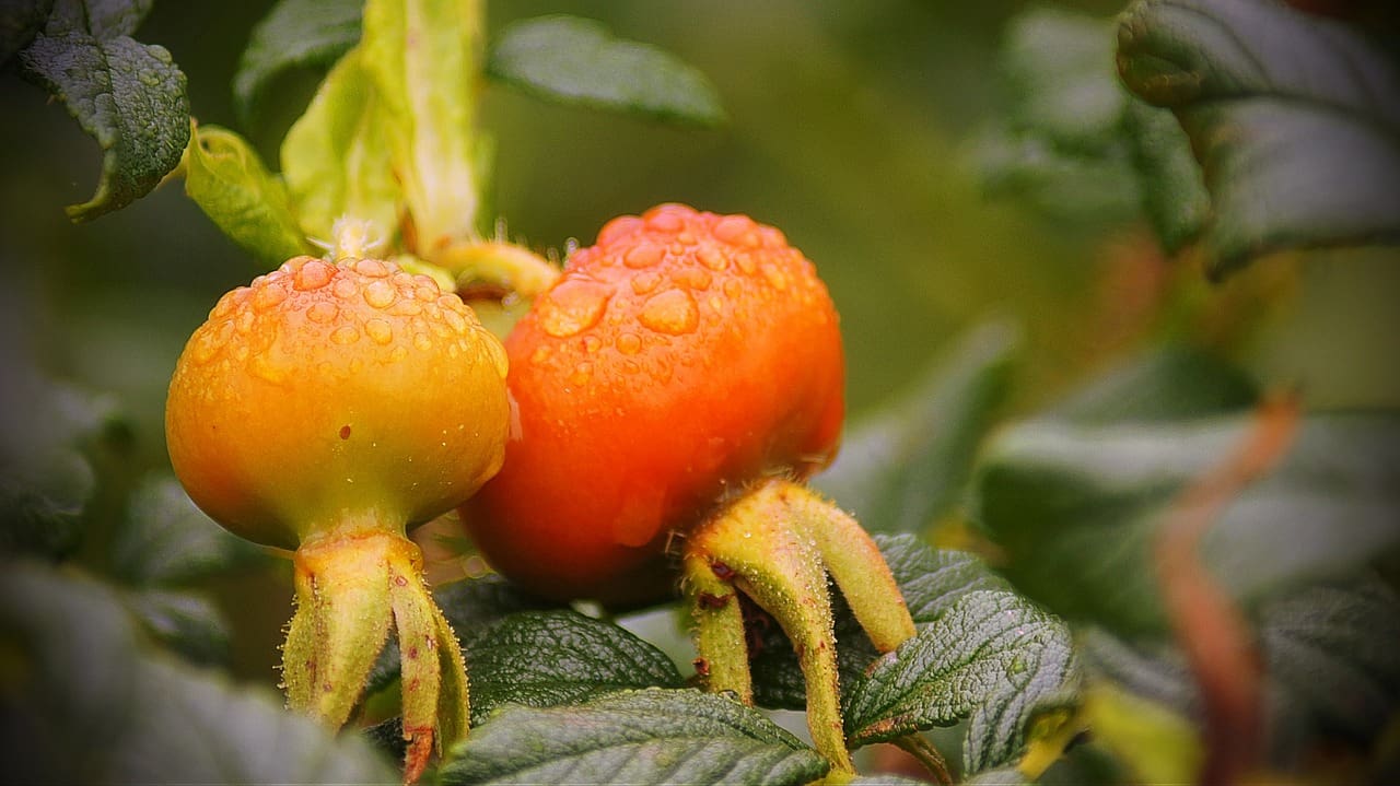 The Science Behind Longevity Supplements