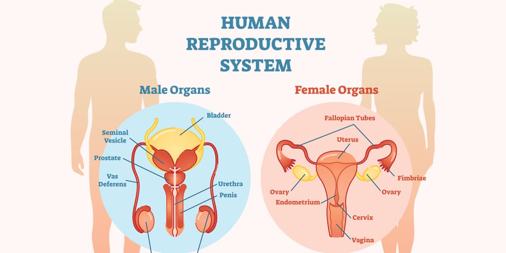 The Ultimate Guide To Women’s Reproductive Health