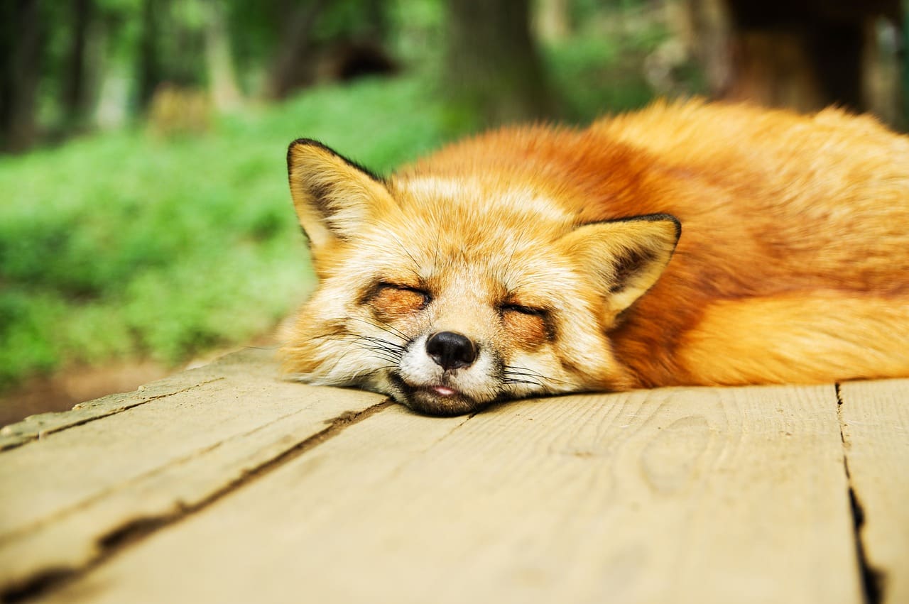 Top 10 Tips For Quality Sleep And Preventive Health Top 10 Tips For Quality Sleep And Preventive Health