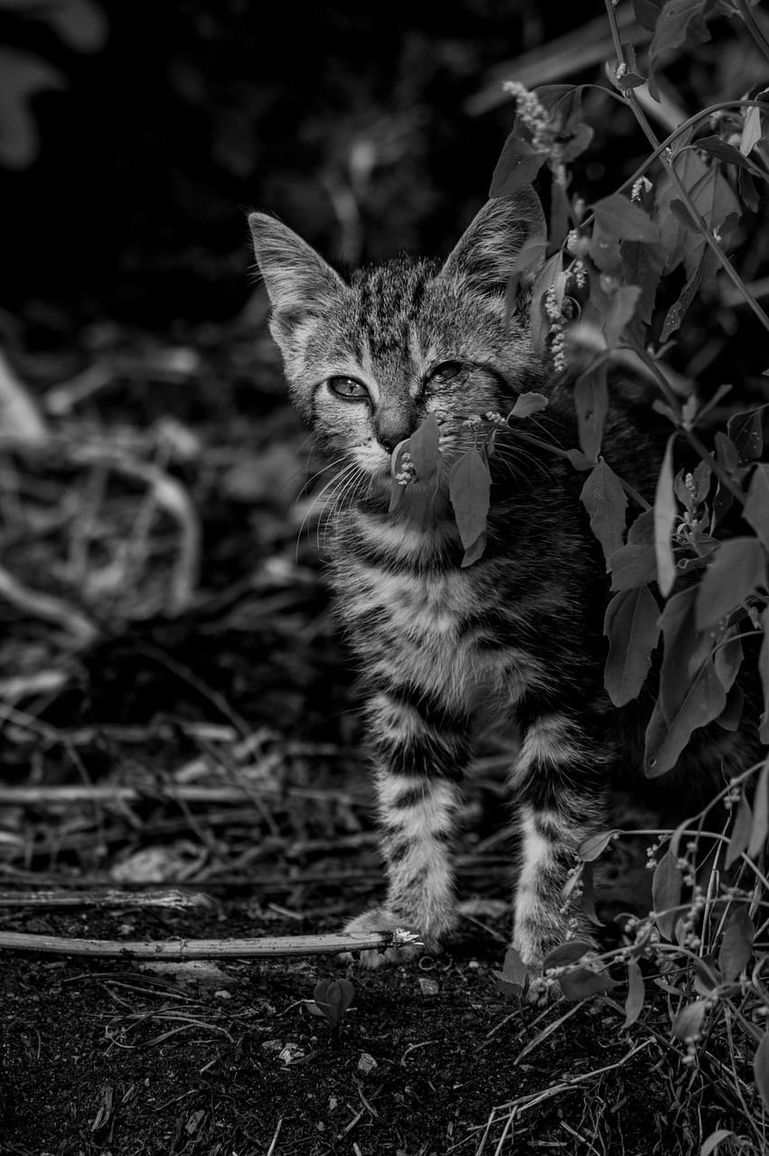 Best Ways To Manage And Reduce Inflammation In The Body