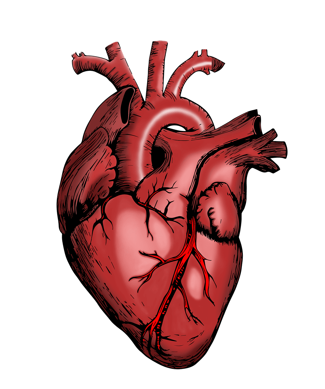 Effective Ways To Prevent And Manage Cardiovascular Health
