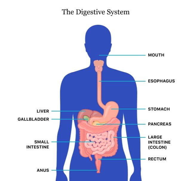 How To Manage And Prevent Digestive Disorders In Men