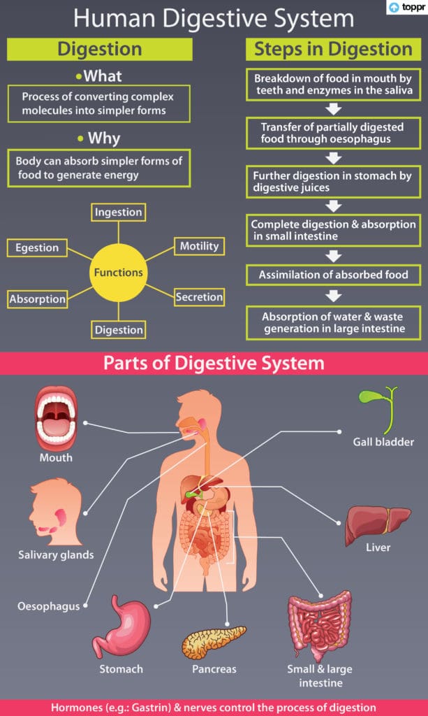 How To Manage And Prevent Digestive Disorders In Men