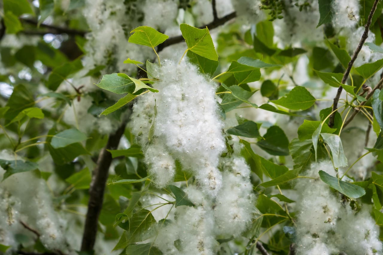 Key Strategies For Preventing Seasonal Allergies