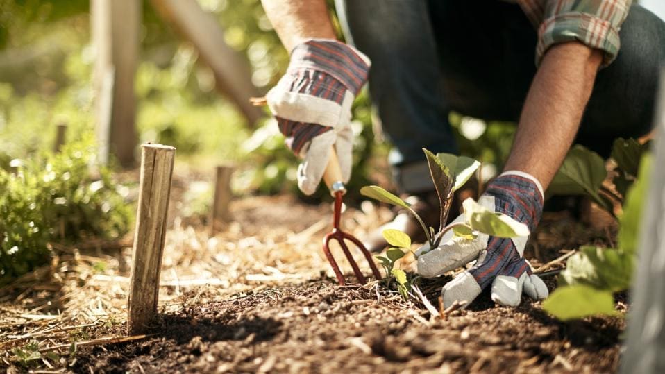 The Impact Of Gardening On Longevity