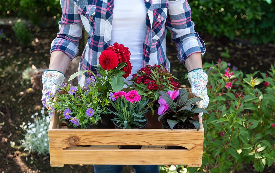 The Impact Of Gardening On Longevity The Impact Of Gardening On Longevity