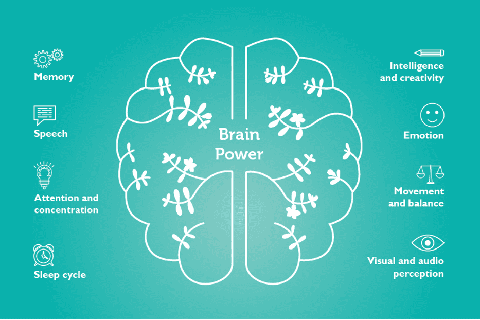 The Importance Of Brain Health For Longevity