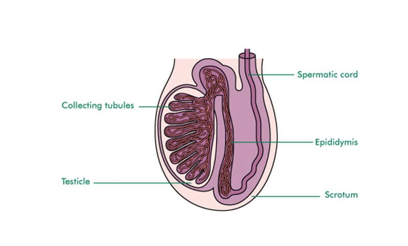 Top Ways To Boost Testicular Health In Men