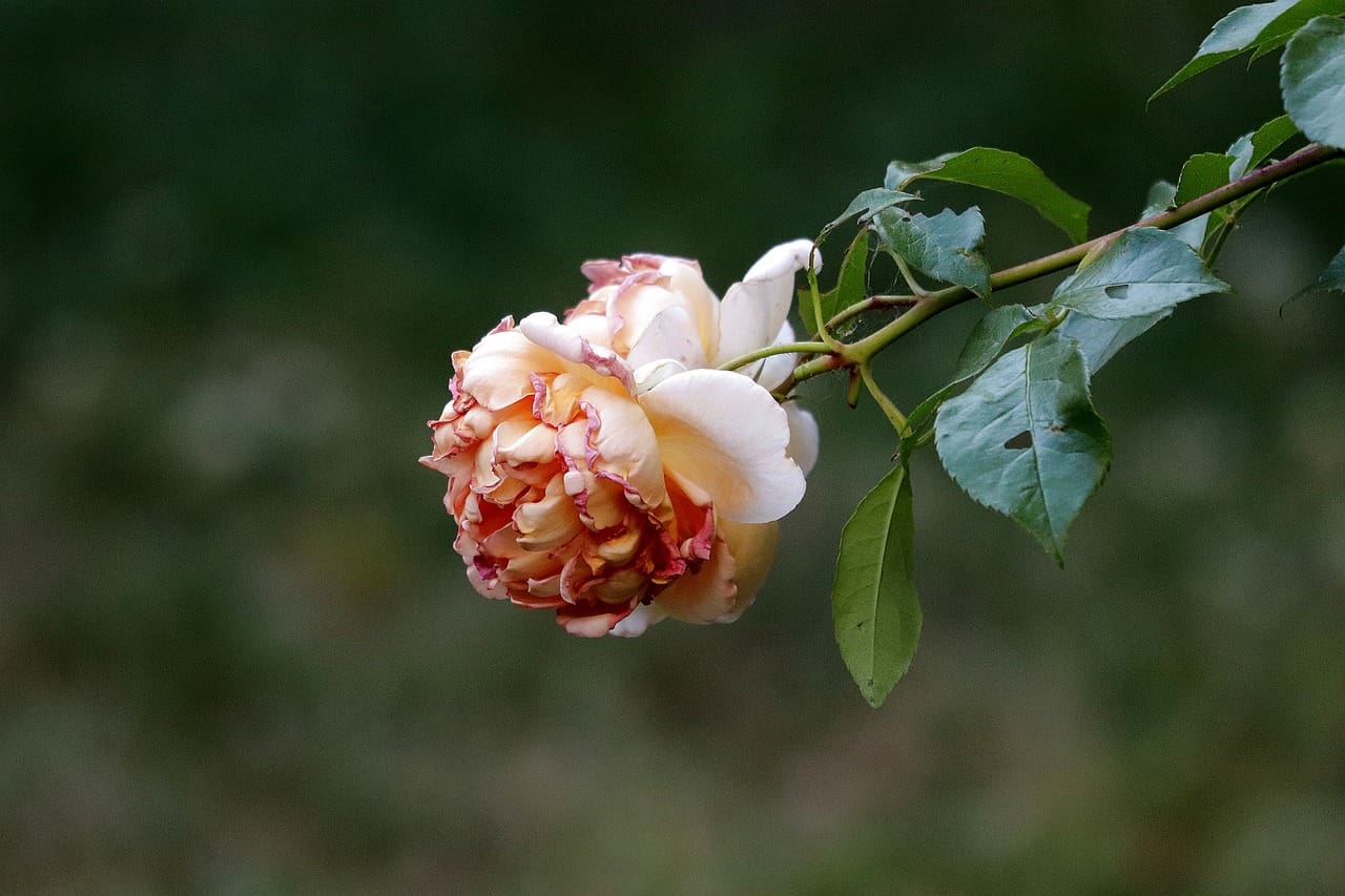 Top Ways To Embrace Aging And Find Contentment In Your Senior Years