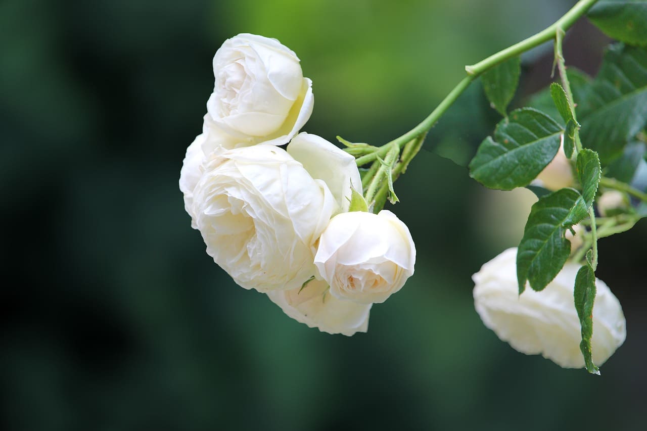 Best Practices For Navigating Grief And Loss In Your Senior Years