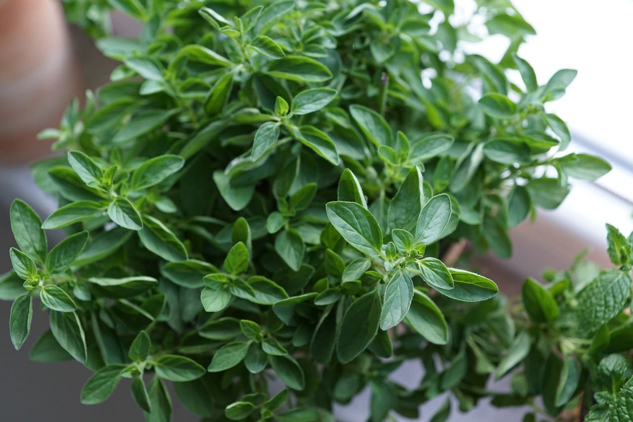 Exploring The Benefits Of Traditional Chinese Medicine For Digestive Health
