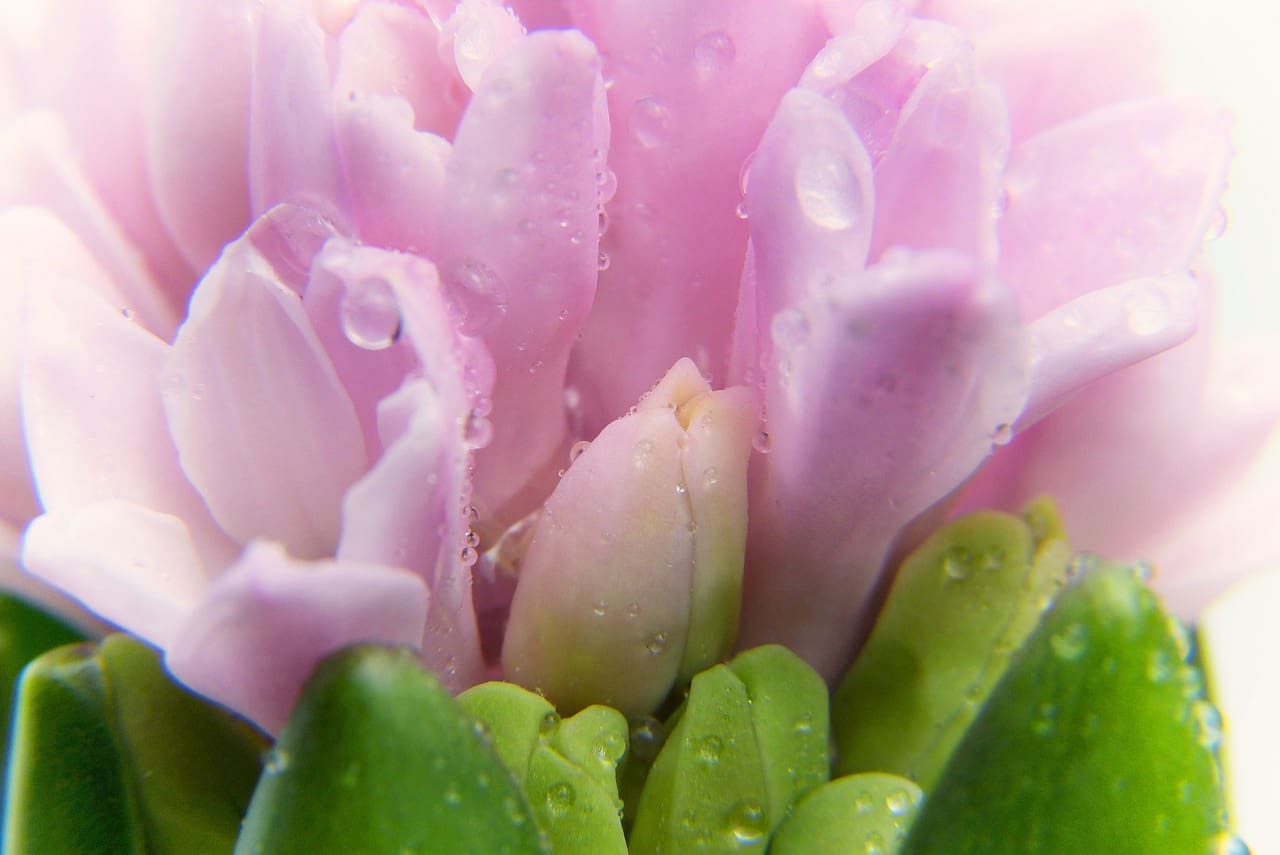 Healthy Aging: Tips For Managing Menopause