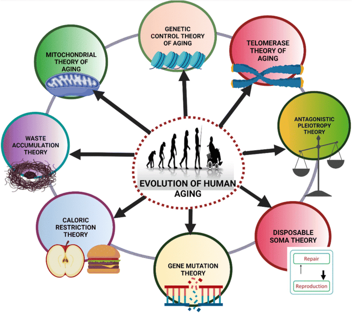 Longevity And The Role Of Hormonal Balance In Aging Longevity And The Role Of Hormonal Balance In Aging