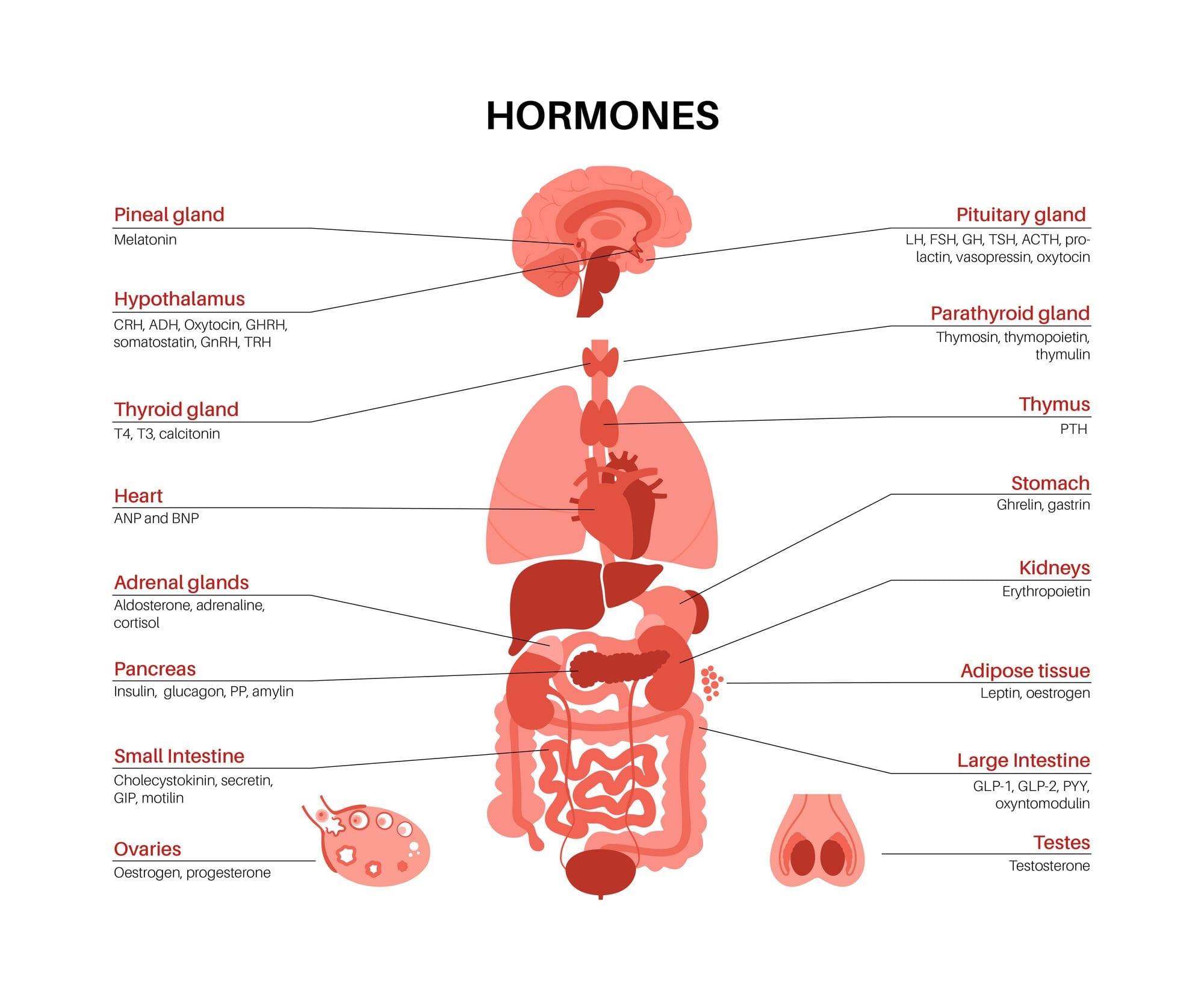 Most Common Factors Affecting Womens Hormonal Health