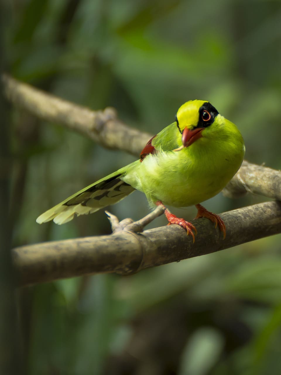 Optimizing Nutrition For Mens Peak Performance